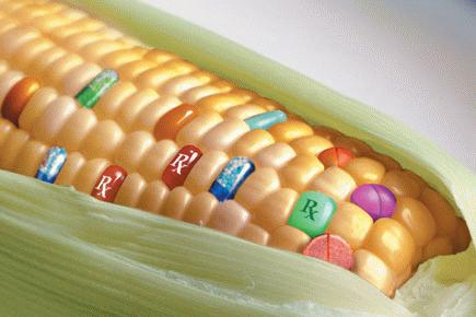 génmódosított kukorica