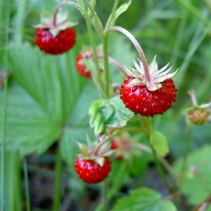 2_Wild Starwberry_Fragolina